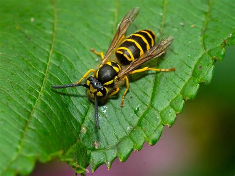 Yellow Jacket